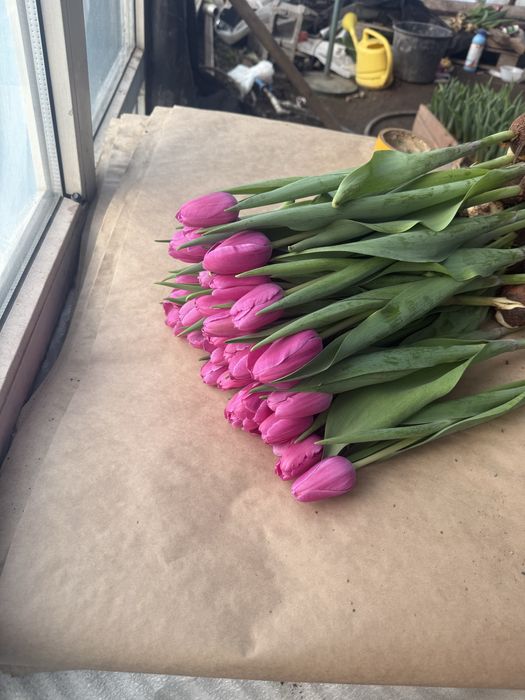 Тюльпаны оптом и розницу