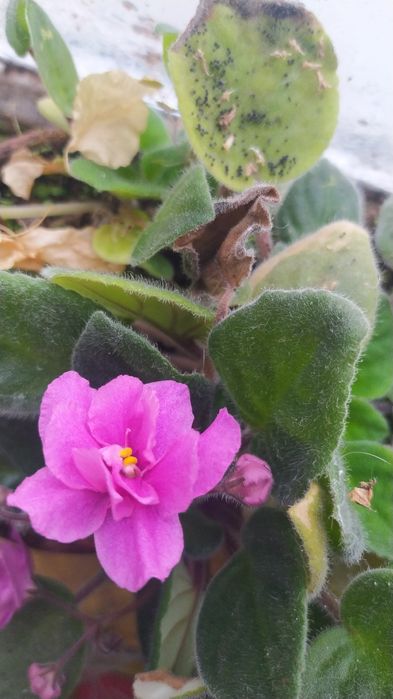 Продам комнатные цветы