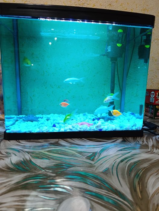 Baliqlar zavodskoy akvarium bilan sotiladi