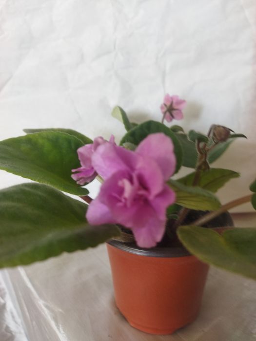 Комнатные цветы красивые