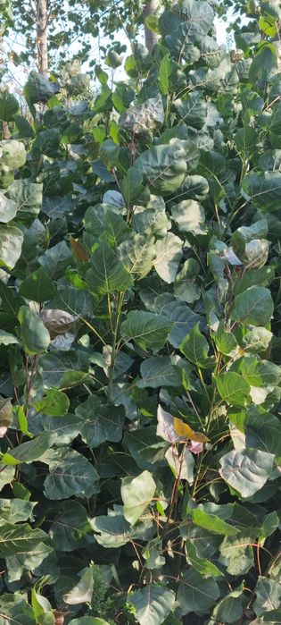 Кизил терак киримдики ( красный топол)