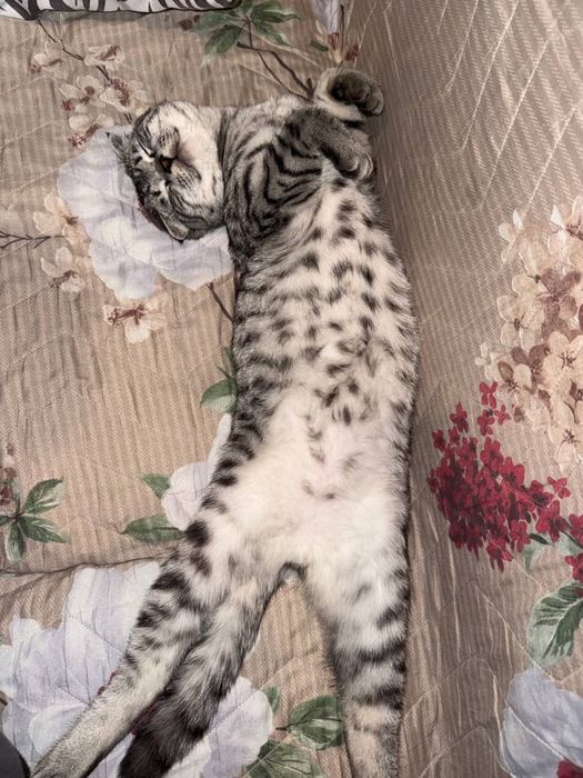 ВЯЗКА бесплатно скотиш фолд