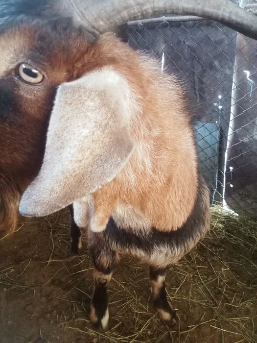 Теке сатылады. Продается козёл.