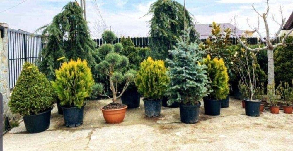 Mestecan alb plante ornamentale de orice specie sibiu