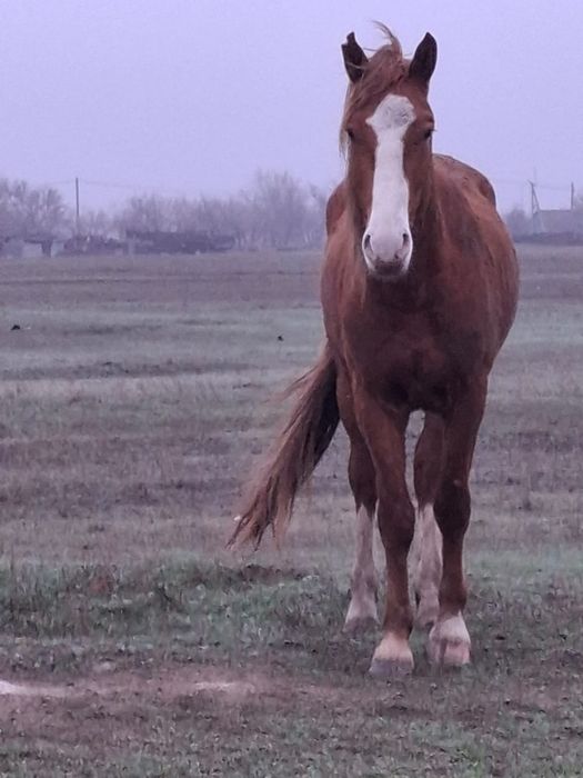 Продам жеребца 4 года