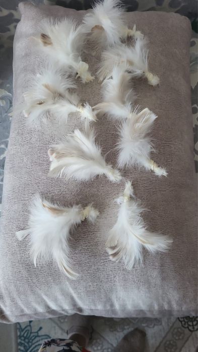 Үкі сатылады новый