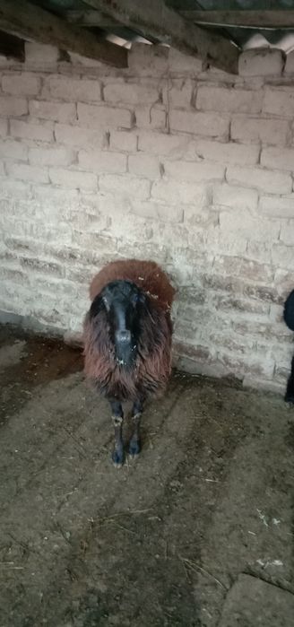 Қой,ұрғашы қойлар