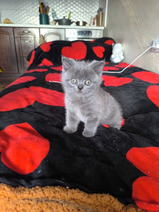 Британска късокосместа