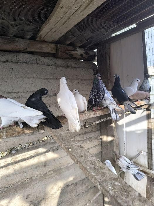 Продаются мрамарные бакинцы