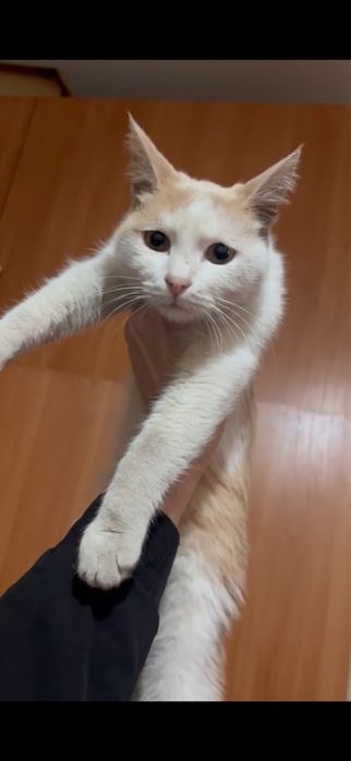 Отдам котика в добрые руки
