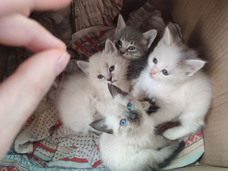 Отдам котят в добрые руки