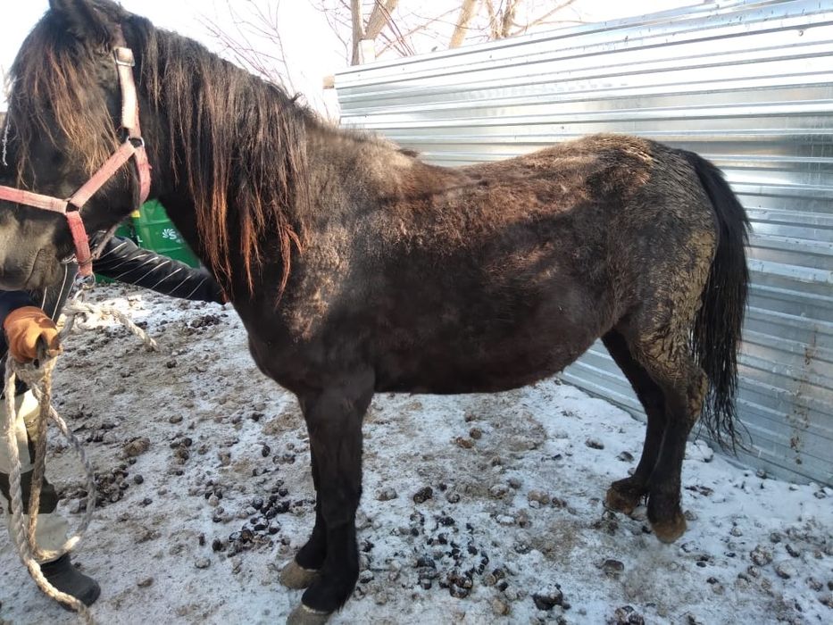 Продам лошадь верховную жерёбую