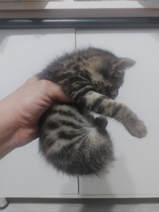 Продам бенгальских котят!