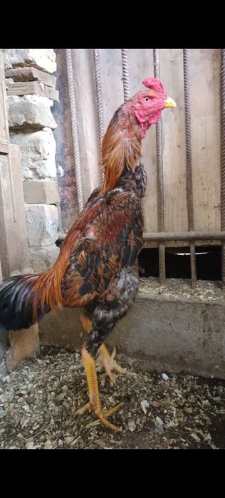 Дакан петух апрельский