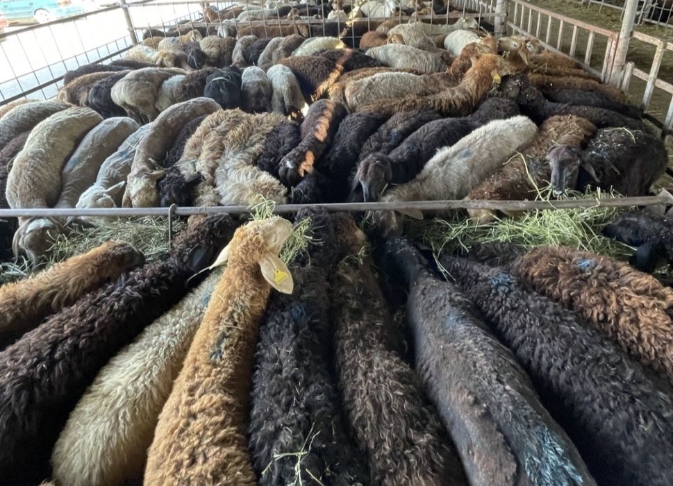 Бараны, Токты козылар доставка Халал  85000 тг. Договорная