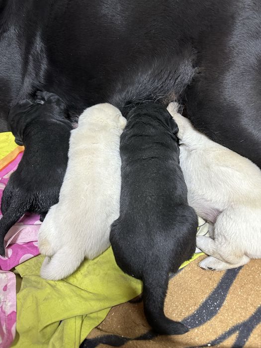 Щенки Лабрадоров