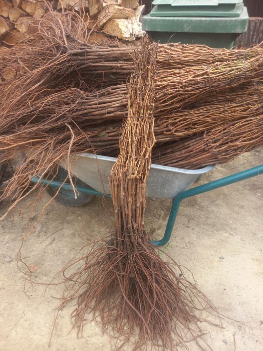 Viță de vie altoită și hibrid