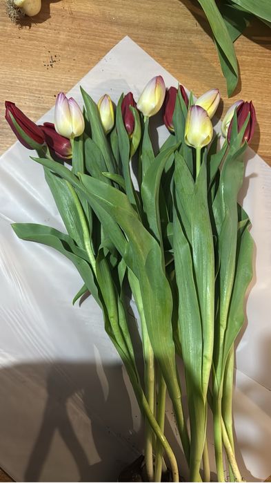 тюльпаны не дорогие свежие