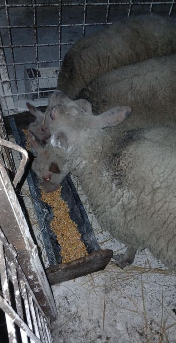 Vând o mânză de 2 ani.  Vând 3 oi rasa Rouge de I'Ouest