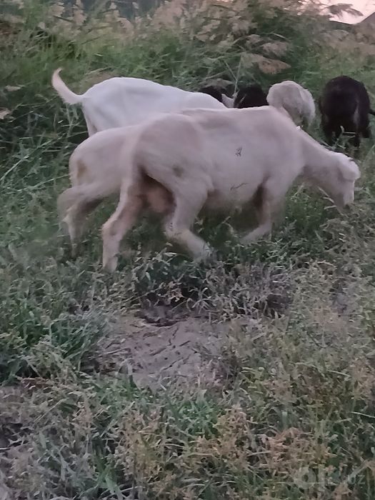 меринос кисир куй сотилади  4 туккан