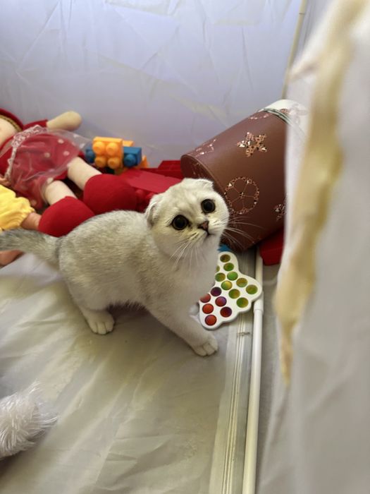 Шиншилла котята