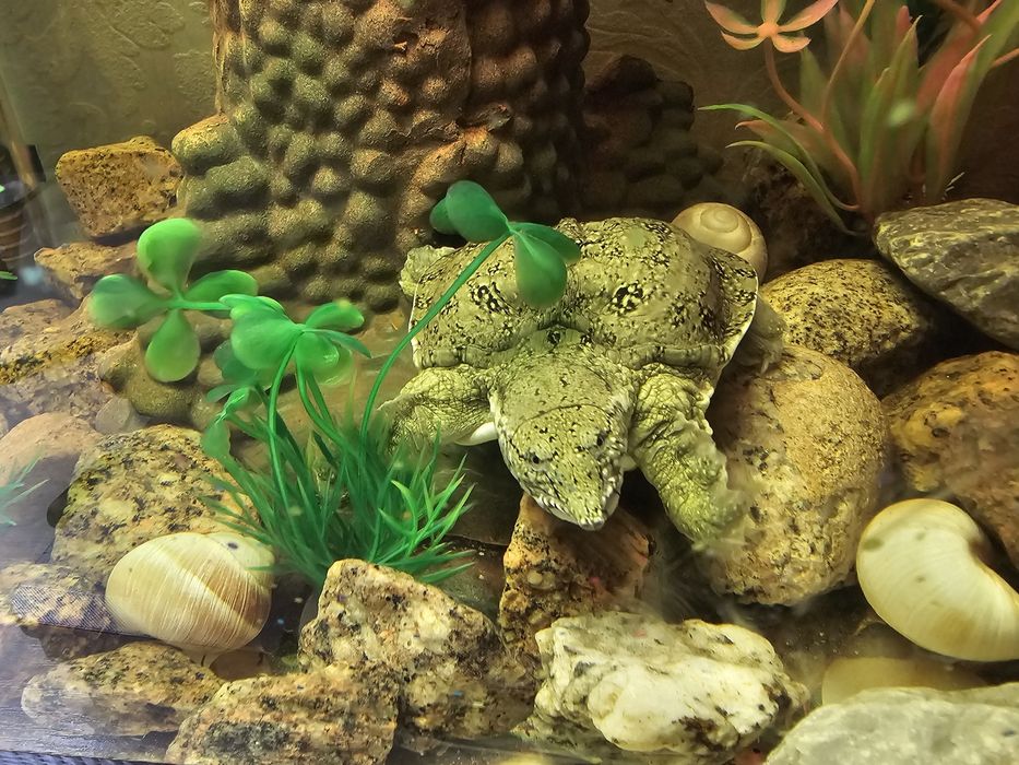 Трионикс китайский.  Черепаха  аквариумная.