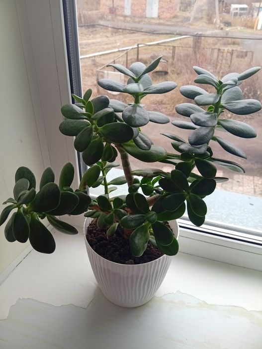 Продам комнатные цветы