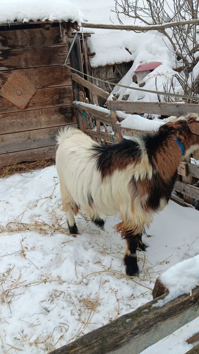 Țap bun de 1 an  șut, metis