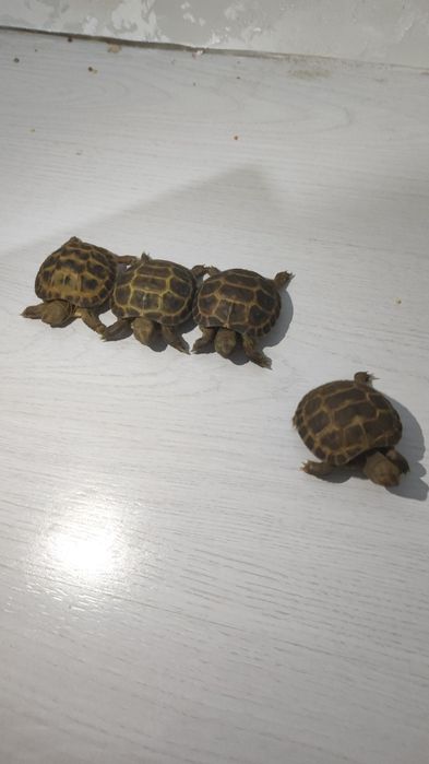 Toshbaqa sotiladi | Cherpashka | Cherepaha