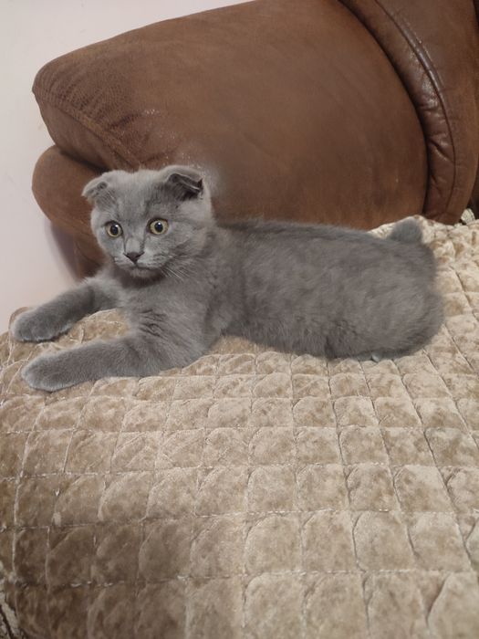 Котёнок шотландка