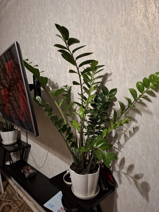 Замиоку́лькас долларовый