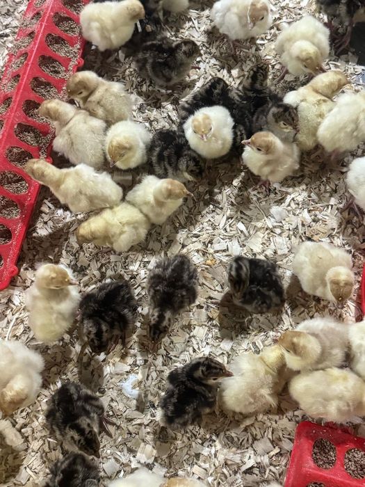 Гуси крупо серые