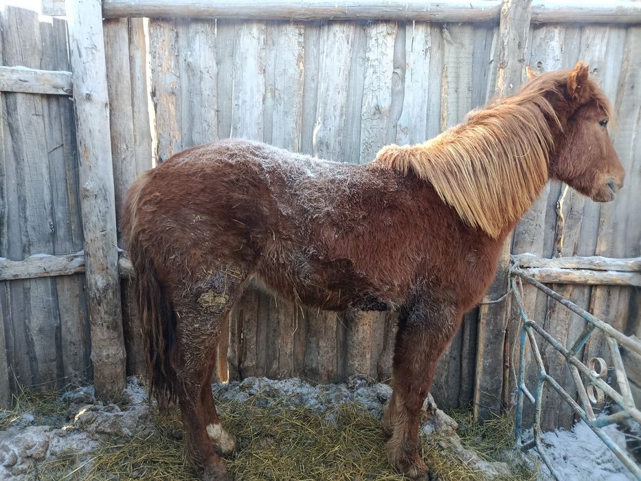 Продам Тай стоит на откорме