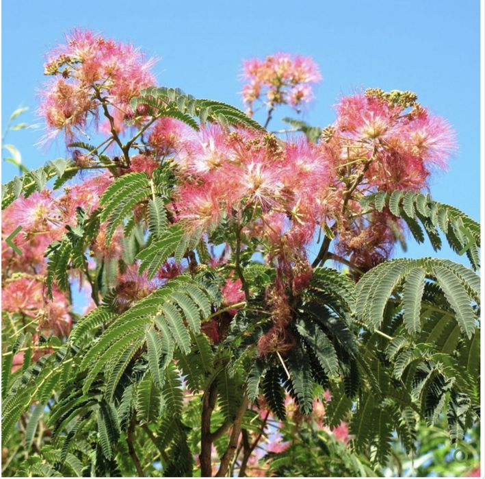 Albizia , arborele de mătase