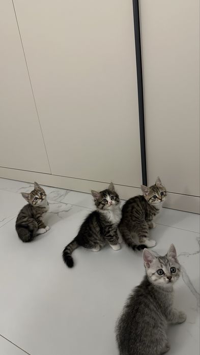 Отдам котят в добрые руки