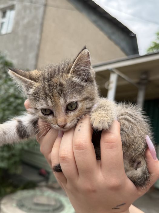 Котята (возраст 1 месяц)