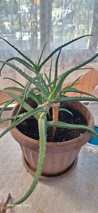 Алоэ лекарственный