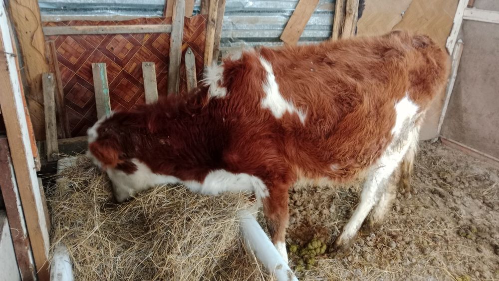 Жақсы тана сатылады