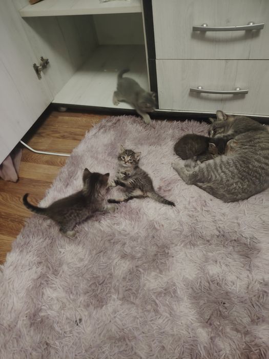 Отдам котят бесплатно