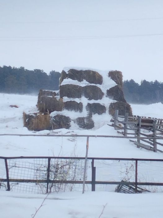 Сено ,житняк с разнотравьем .