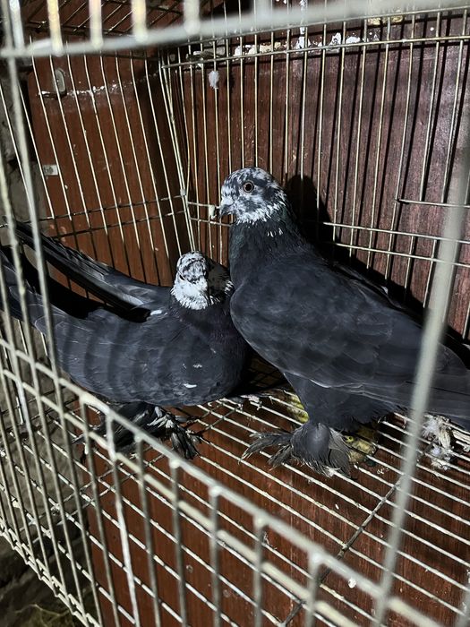 Хочу хочу продать очень хороший красивый