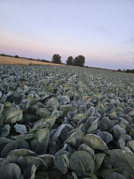 Varza romaneasca