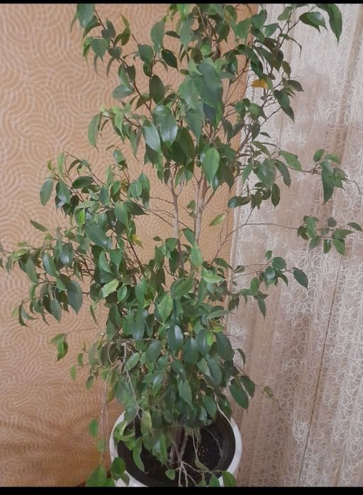 Продам домашние цветы