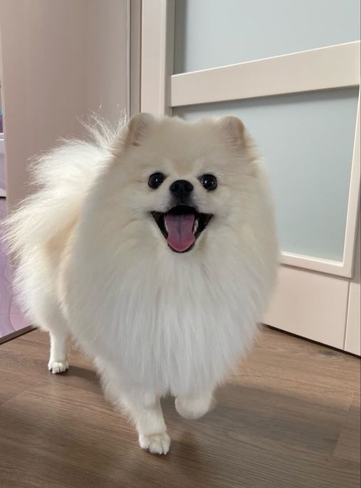 Собака шпиц, Фисти