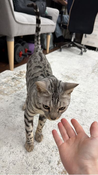 Породистый Бенгальский кот
