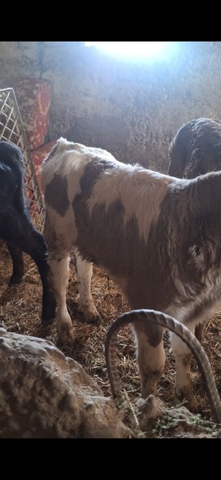 бузаулар сатылады порода