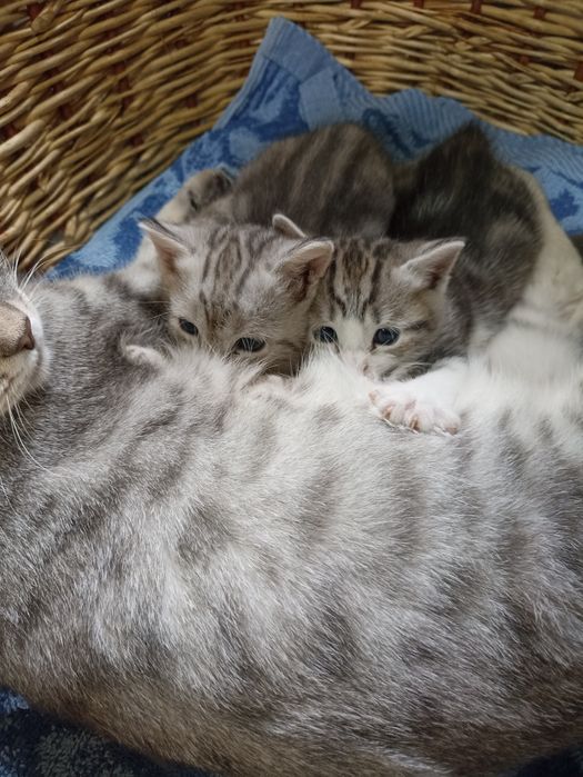 Продам красивых котят