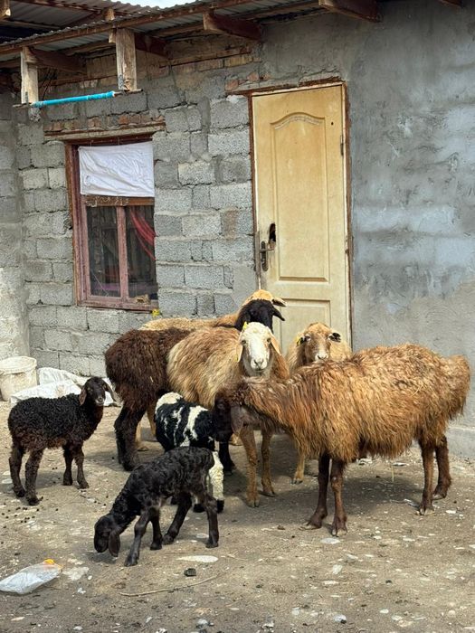 Козылы кой сатылады