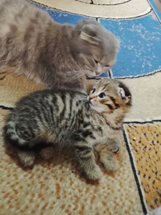 Отдам котят в добрые руки.