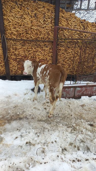 Vitea bălțată românească